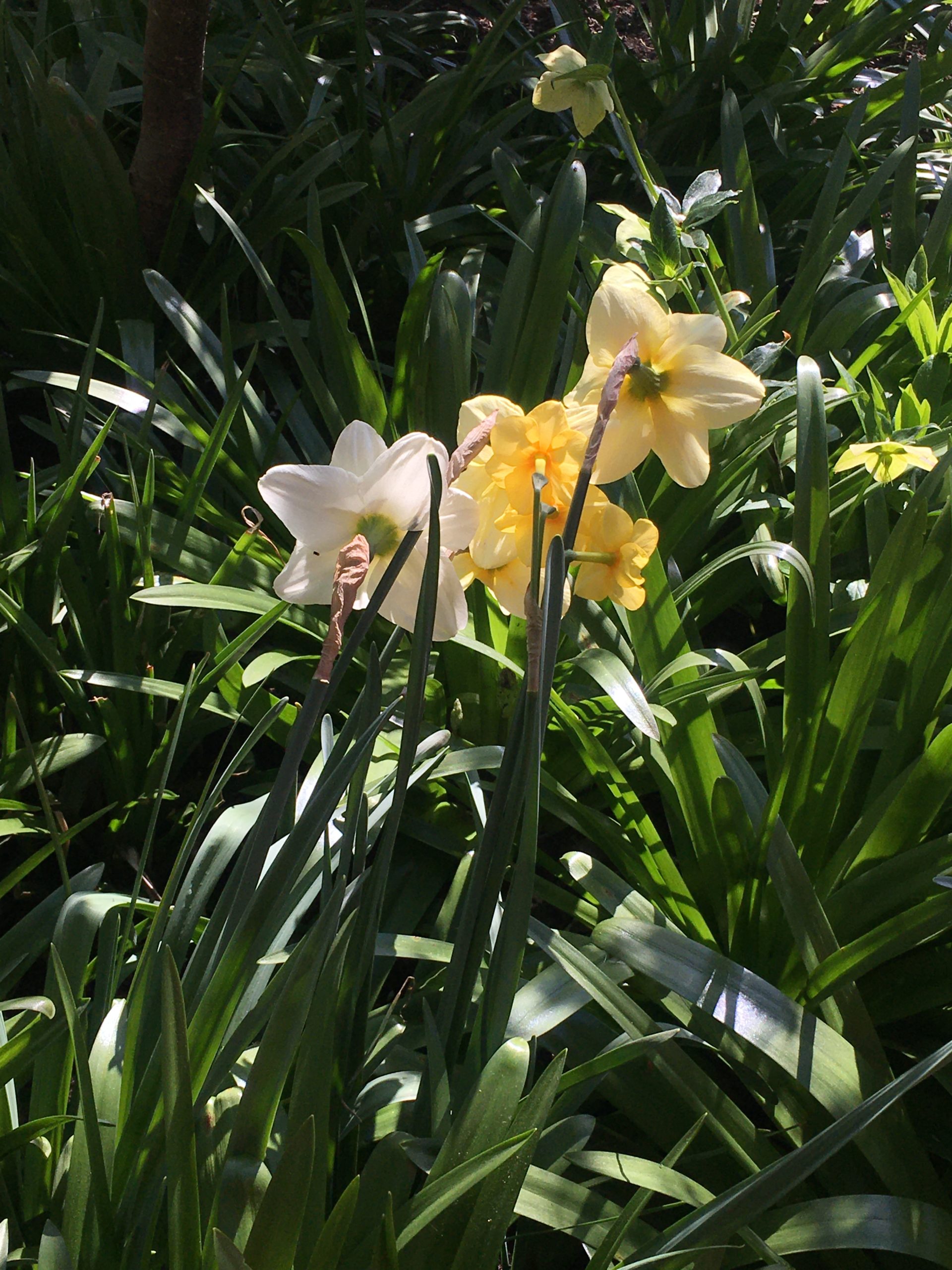 Daffs in my garden, right before a cold spell.