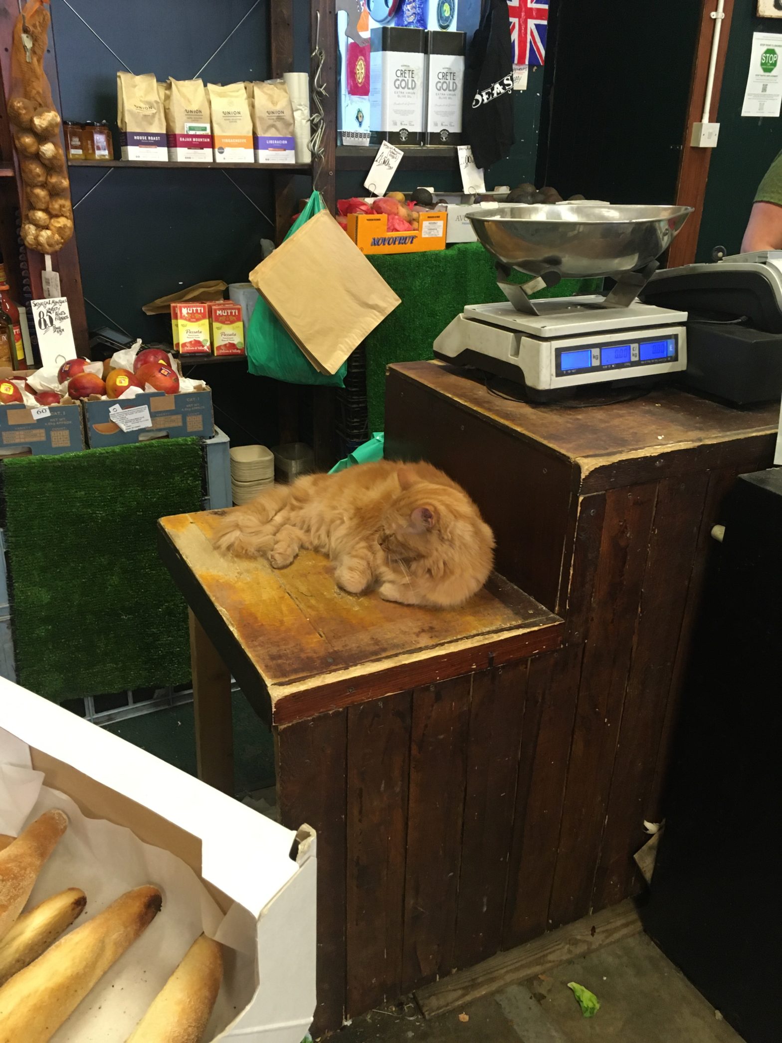 My local greengrocers and their cat.