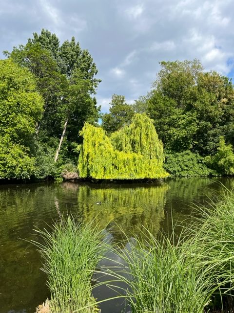 A willow tree in St Jame's park